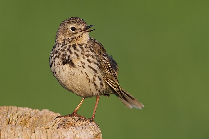 Wiesenpieper Anthus pratensis Meadow Pipit